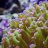 Isolated Reef