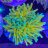 Honey Corals