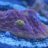 spotted jawfish