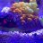 ReefAddict0887