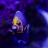 LAReefer4Life