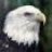 el aguila