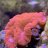 Neon Aquatics
