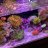 liam’s little reef