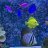 Fred’s REEF
