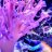 ReefRy