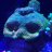 Reefbeard89