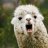 TheOddestLlama