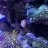 DeepintheReef