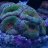 Reef UP