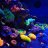 Reef_Colors