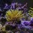 Bonsai_Reefs