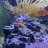 Wolvesreef
