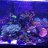 BuddhaReef