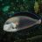Raintree Aquatics
