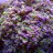 ReefMan692