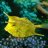coralsandfishes