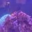 BlenniesAndTangs