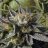 UnrealReefer