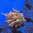 PMReef