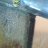 Triggerfish124