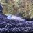 DB131_Reefs