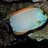 triggerfish1976