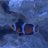Giantclownfish