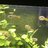reeFLID