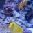 ks_reeftank