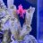 RezReef82