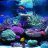 EvgenReef