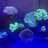 Bright_Reef