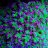 Euphyllia Addixt