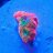 Dragons_Reef