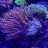 Pico_Reefs