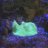 MushroomReefing