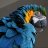 parrot_coral