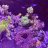 Reefnewb0812