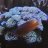 beesandcorals