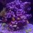 ReefSauce