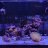 reefnchill01