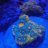 150 Gallon Reef