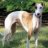 Whippetguy
