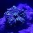 Glass2Reef