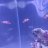 Reef_Aquatics