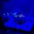 addicted_to_reefing