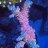 ReefSymbiotic