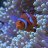 Nemo Island