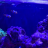 reefnewbie27